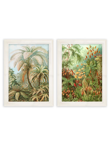 Study of Ferns Framed Wall Art