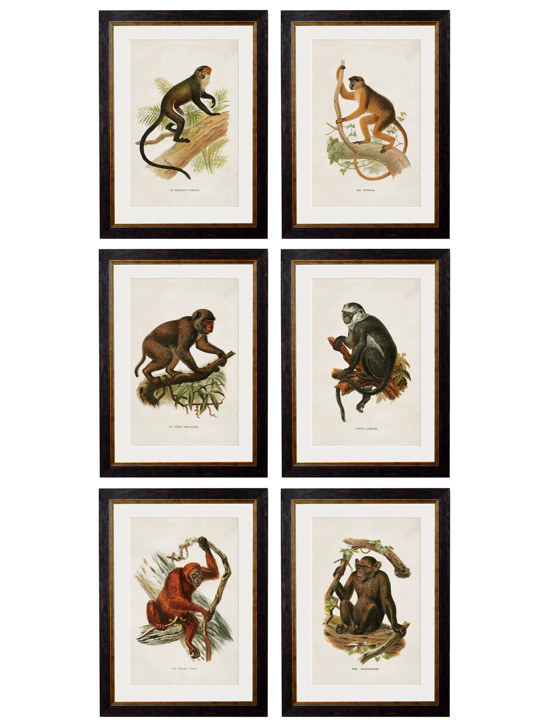 Collection of Primates Framed Wall Art Set