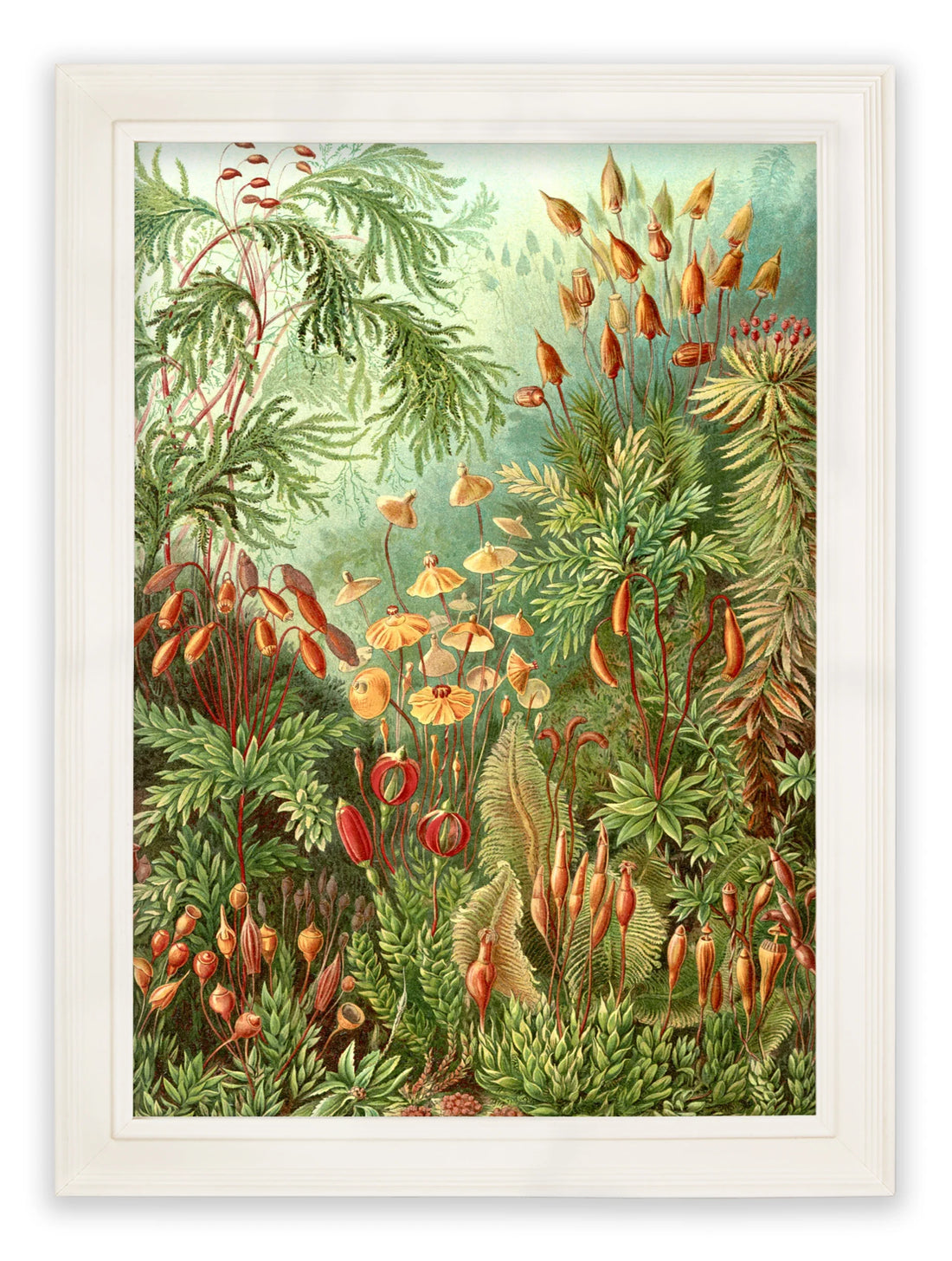 Study of Ferns Framed Wall Art