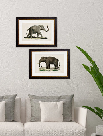 Indian Elephant Framed Wall Art