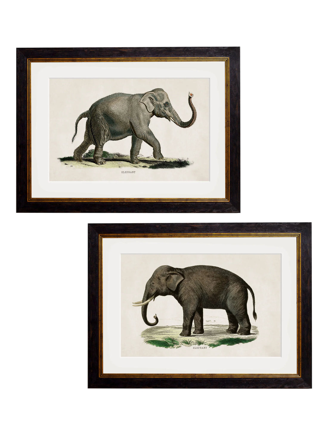 Indian Elephant Framed Wall Art