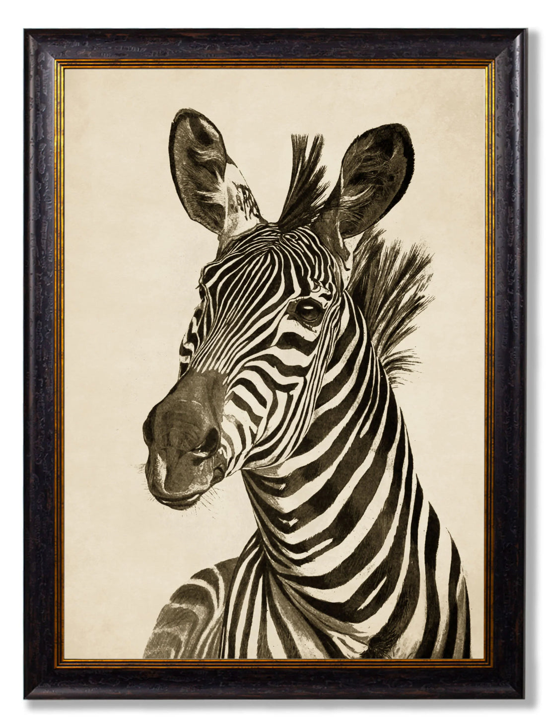 Zebra Illustration Framed Wall Art