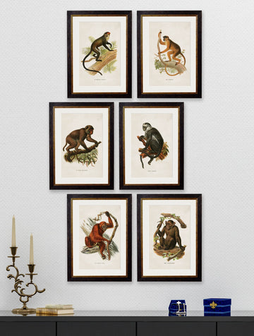 Collection of Primates Framed Wall Art Set